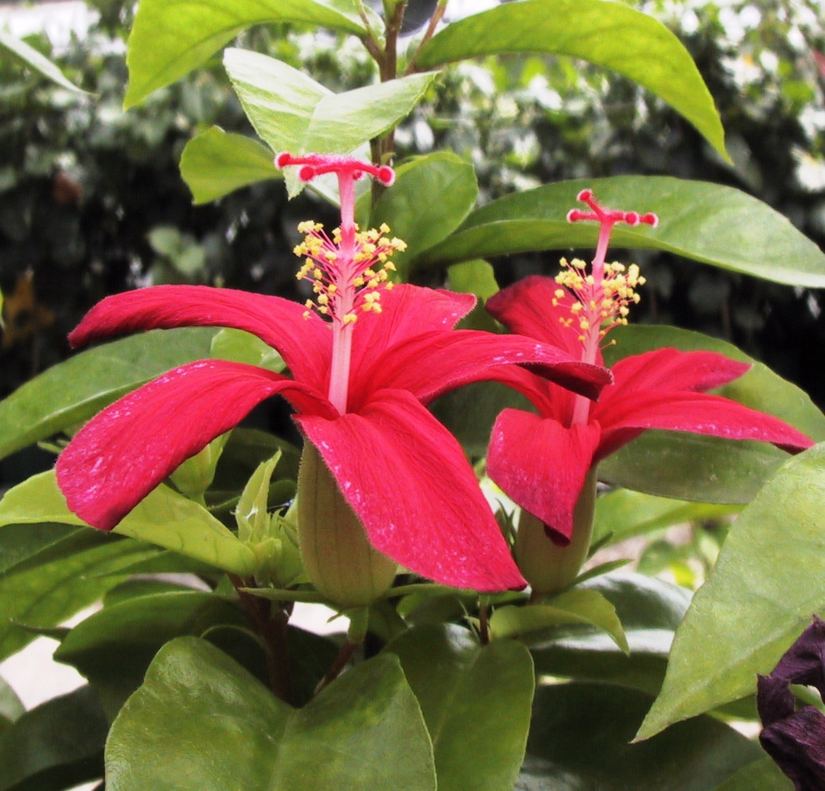 原種ハイビスカス クレイ 4 5号ポット 花 売買されたオークション情報 Yahooの商品情報をアーカイブ公開 オークファン Aucfan Com