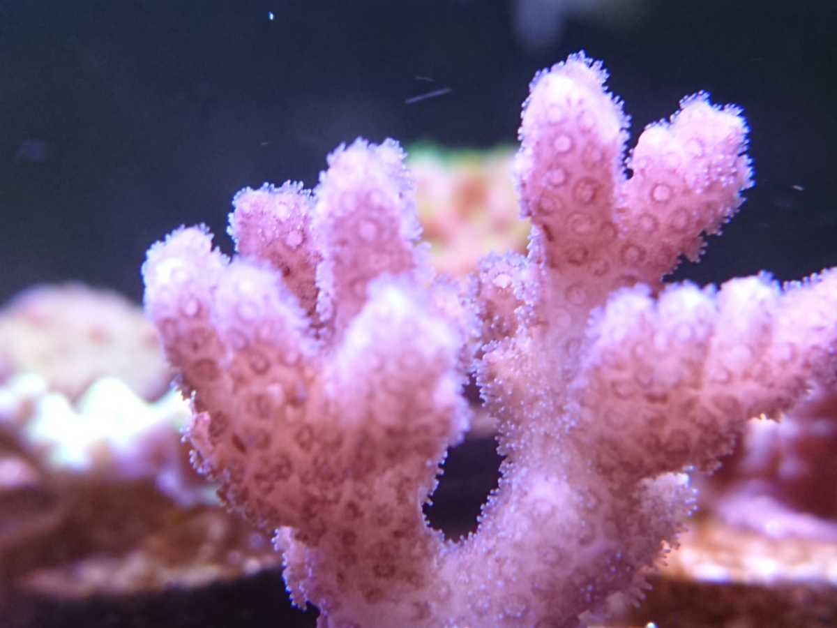 Il Mare Azzurro Coral トンガ産 ハナヤサイサンゴ ピンク フラグ ミドリイシ 90 S 海水魚 売買されたオークション情報 Yahooの商品情報をアーカイブ公開 オークファン Aucfan Com Il Mare Azzurro Coral トンガ産 ハナヤサイサンゴ ピンク フラグ ミドリイシ 90 S 海水魚 売買されたオークション情報 Yahooの商品情報をアーカイブ公開 オークファン Aucfan Com