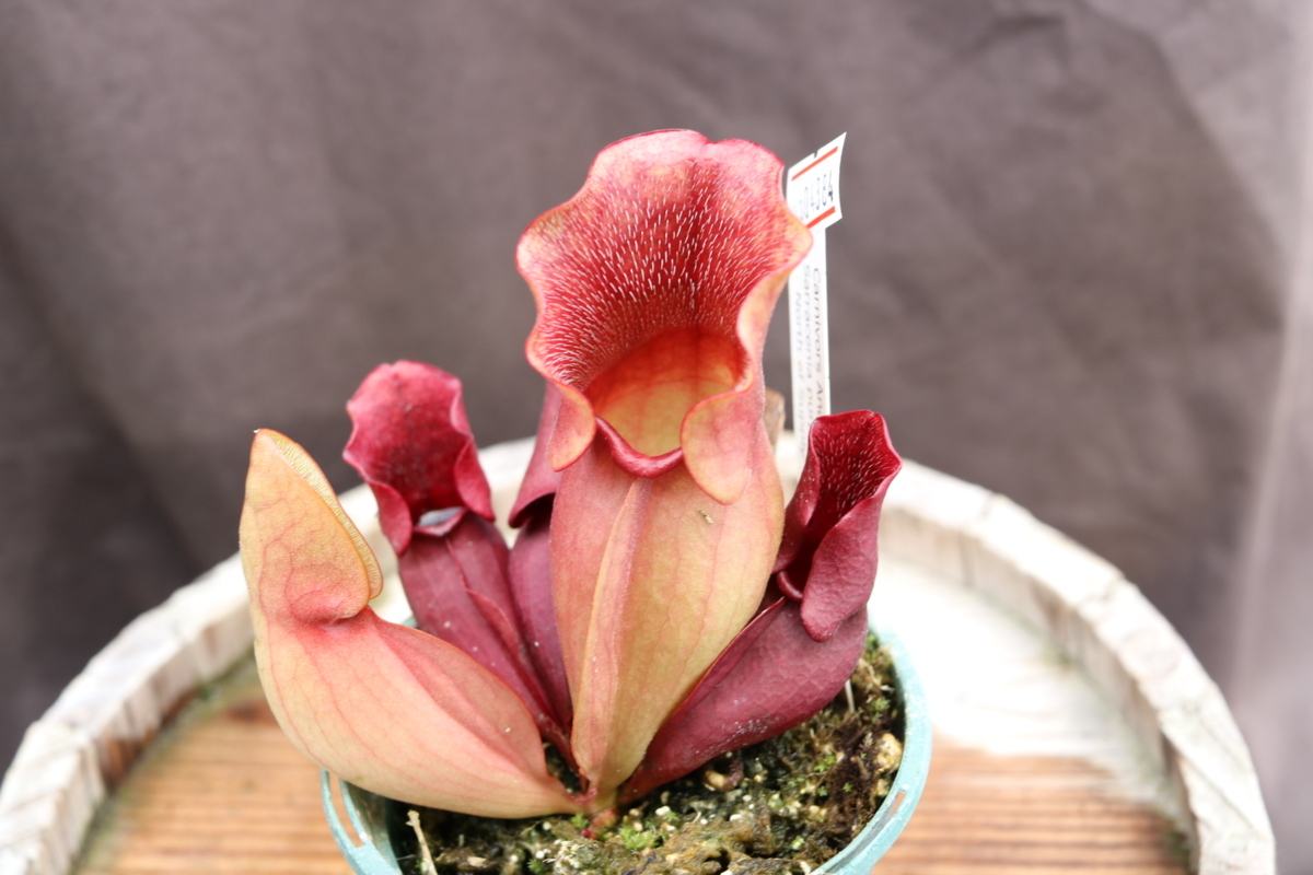 ミラビリス　ジャラパ　新芽出てきてます　一品限り！限定1株！塊根植物！ ミラビリス ジャラパ 新芽出てきてます 一品限り！限定1株！塊根植物