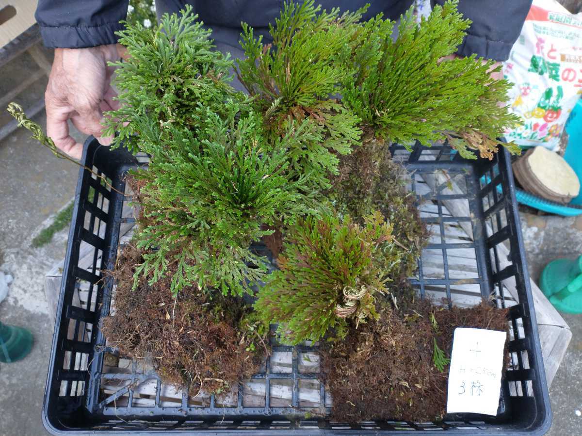 04 イワヒバ 大きい株セット 岩ひば 岩松 希少 野生 高山植物 山野草 送料無料 イワヒバ 山野草 岩松 黄金錦 送料無料 237の