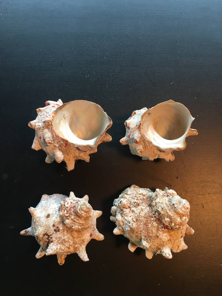 オシャレな貝殻 水槽に インテリアや置き物に サザエ 日本海産 科学 自然 売買されたオークション情報 Yahooの商品情報をアーカイブ公開 オークファン Aucfan Com