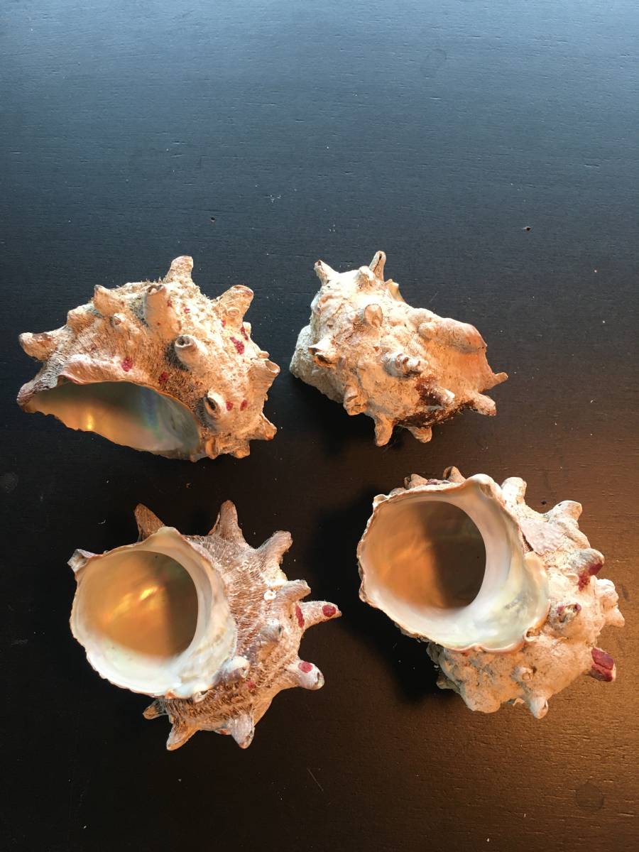 オシャレな貝殻 水槽に インテリアや置き物に サザエ 日本海産 科学 自然 売買されたオークション情報 Yahooの商品情報をアーカイブ公開 オークファン Aucfan Com