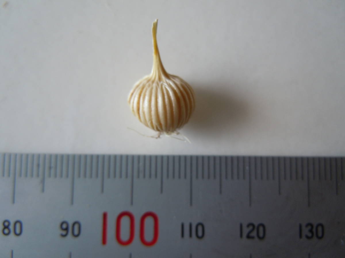 Moraea Villosa Type A モラエア モレア アヤメ アイリス 球根 Lサイズ 球根 売買されたオークション情報 Yahooの商品情報をアーカイブ公開 オークファン Aucfan Com Moraea Villosa Type A モラエア モレア アヤメ アイリス 球根 Lサイズ 球根 売買されたオークション情報 Yahooの商品情報をアーカイブ公開 オークファン Aucfan Com