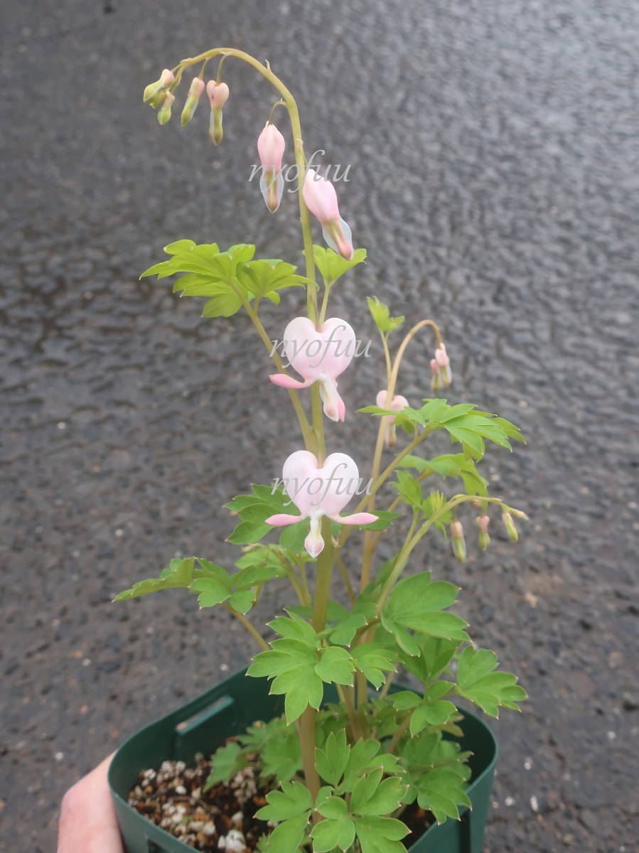 花終わり 最 種 新色 薄桃色 タイツリソウ キューピッド ディセントラ ライトピンク 最新花 押し花 山野草 コマクサ ケマンソウ 花 売買されたオークション情報 Yahooの商品情報をアーカイブ公開 オークファン Aucfan Com