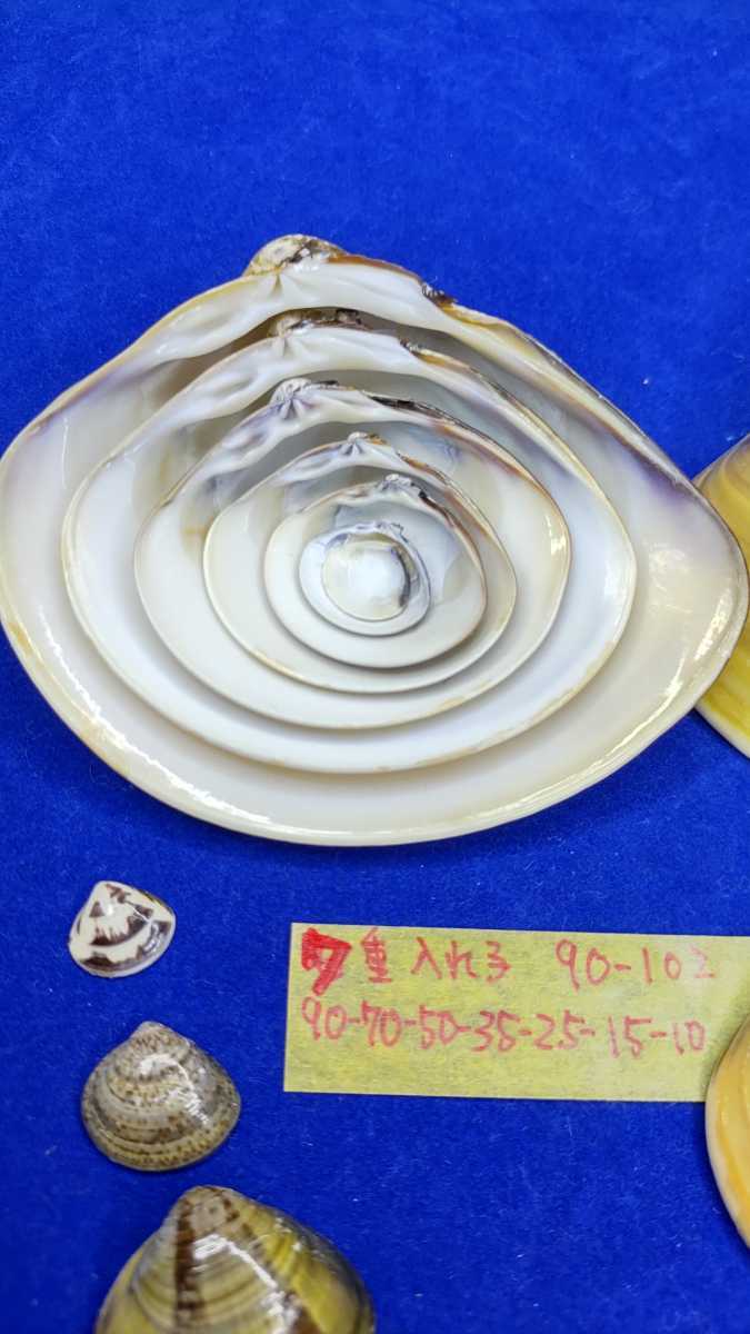 ハマグリ ７重入れ子90ー10２ 全て蛤 貝合わせ 入れ子 貝覆い 蛤 貝殻 標本 東京湾産 手芸 材料 天然 非加熱 素材 置物 材料 売買されたオークション情報 Yahooの商品情報をアーカイブ公開 オークファン Aucfan Com