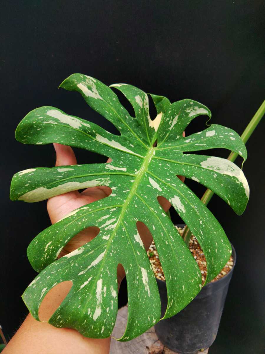 樹 5月 モンステラ デリシオサ クリーム斑 6号プラ 美種美株 イエローモンスター 斑入り 観葉植物 売買されたオークション情報 Yahooの商品情報をアーカイブ公開 オークファン Aucfan Com