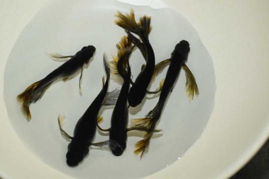 超極上めだか 超ヒレ長 サタンオロチめだかの卵 15個 A個 めだか卵 メダカ卵 めだか 売買されたオークション情報 Yahooの商品情報をアーカイブ公開 オークファン Aucfan Com