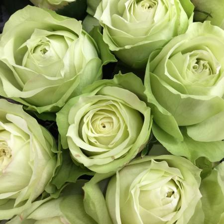 切り花品種 グリーンフィールド 四季咲き大輪 グリーンのバラ 挿し木苗 バラ 売買されたオークション情報 Yahooの商品情報をアーカイブ公開 オークファン Aucfan Com