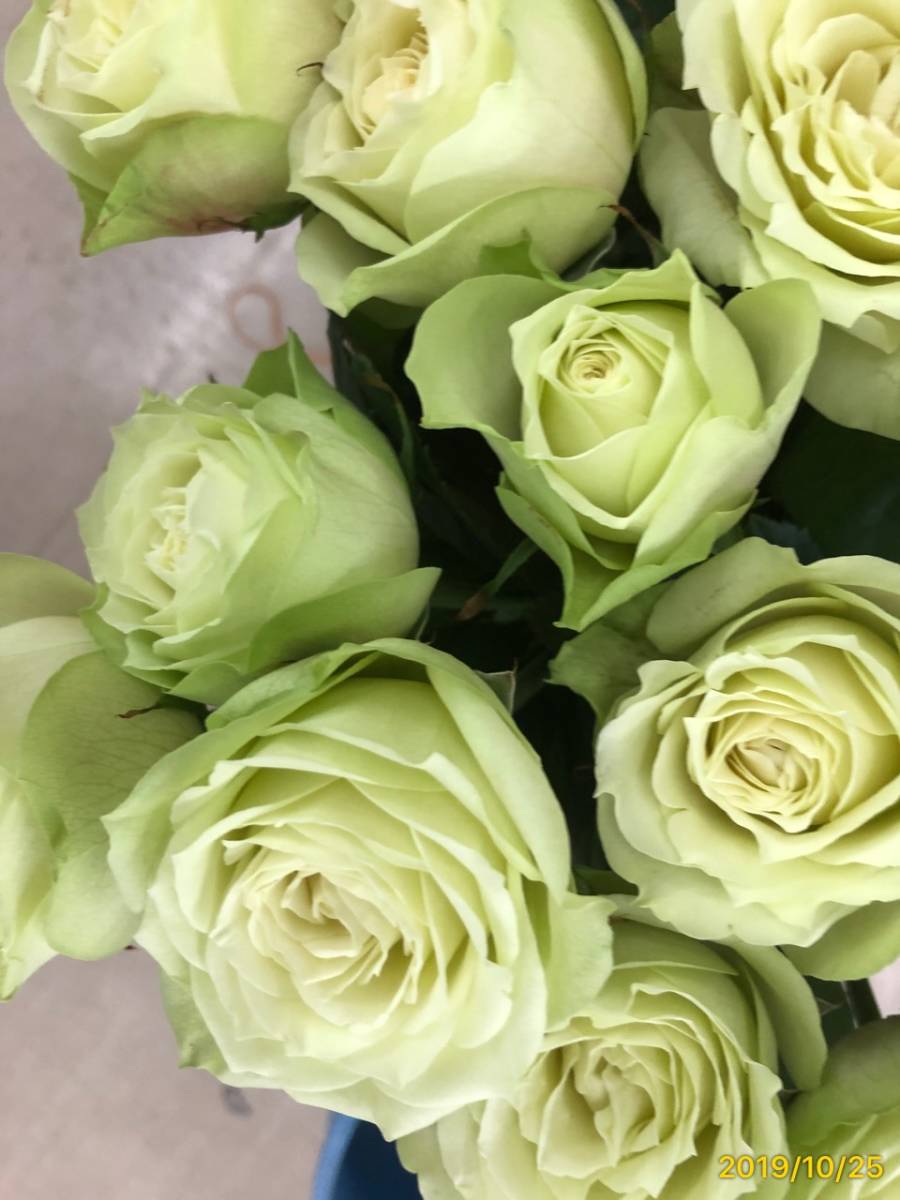 切り花品種 グリーンフィールド 四季咲き大輪 グリーンのバラ 挿し木苗 バラ 売買されたオークション情報 Yahooの商品情報をアーカイブ公開 オークファン Aucfan Com