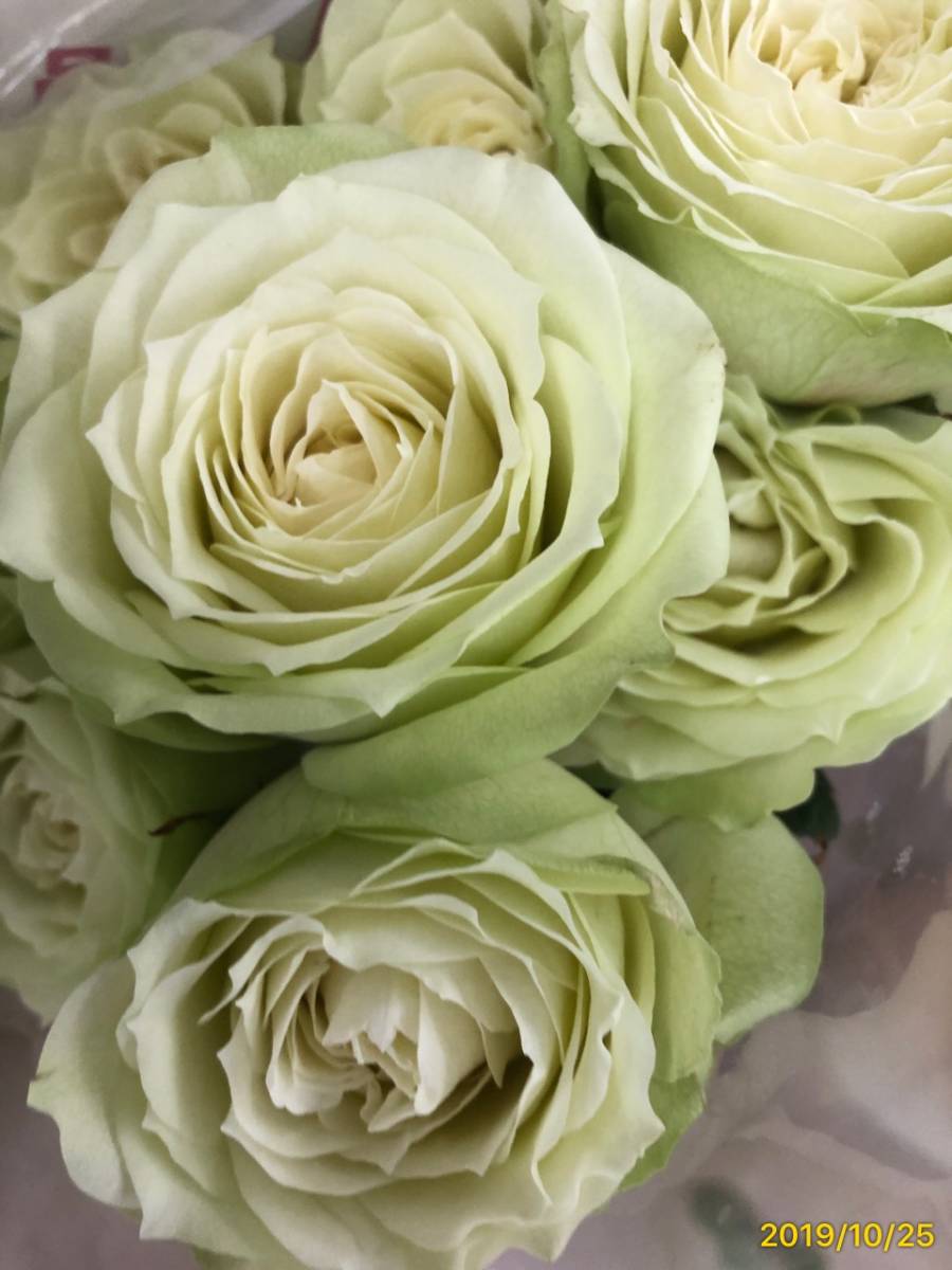 切り花品種 グリーンフィールド 四季咲き大輪 グリーンのバラ 挿し木苗 バラ 売買されたオークション情報 Yahooの商品情報をアーカイブ公開 オークファン Aucfan Com