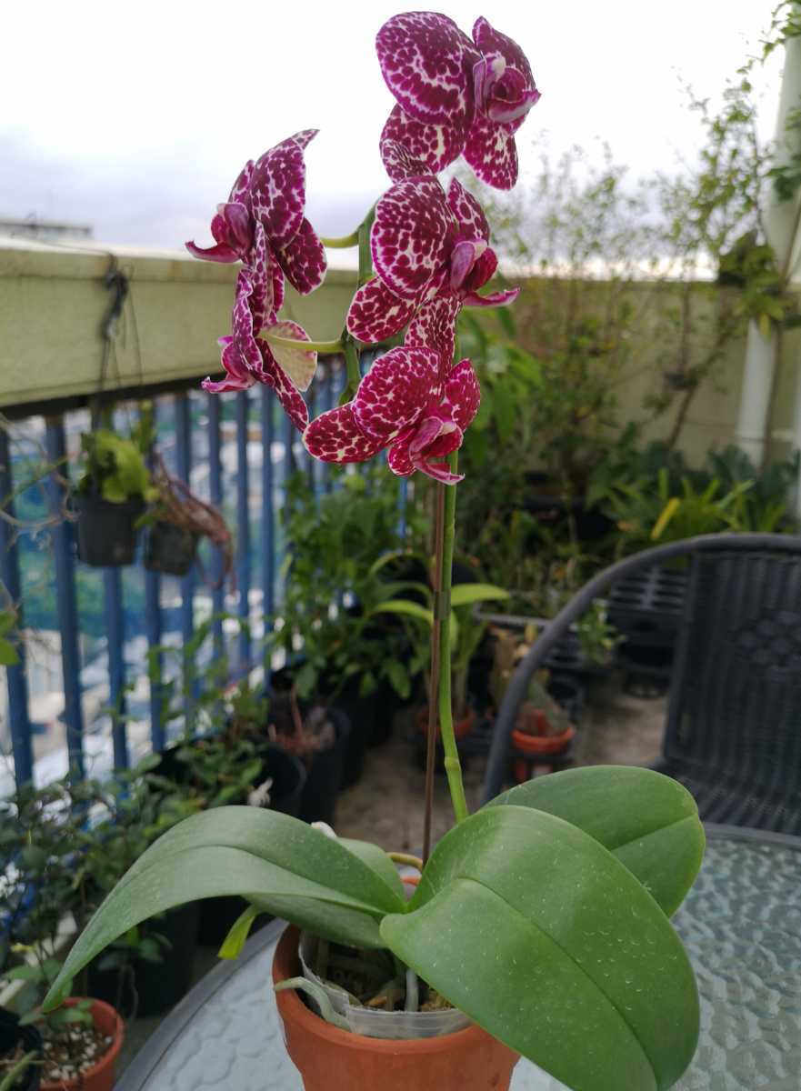 ド派手ドット柄 第四種 洋蘭 胡蝶蘭 Phal Lioulin Wild Cat ラン 売買されたオークション情報 Yahooの商品情報をアーカイブ公開 オークファン Aucfan Com