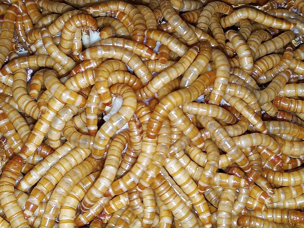 チャイロコメノゴミムシダマシの幼虫の値段と価格推移は 1件の売買情報を集計したチャイロコメノゴミムシダマシの幼虫の価格や価値の推移データを公開 チャイロコメノゴミムシダマシの幼虫の値段と価格推移は 1件の売買情報を集計したチャイロコメノゴミムシダマシの幼虫の価格や価値の推移データを公開