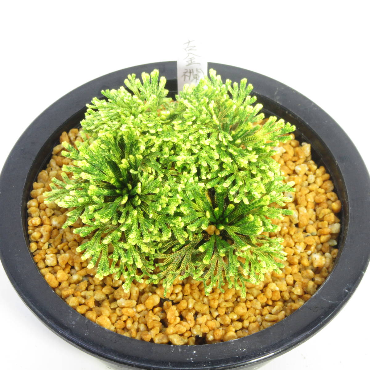 イワヒバ 盆栽 盆栽 古典園芸 山野草 シダ 銘品 古金襴 いわひば イワヒバ イワマツ 岩松 復活草 盆栽 売買されたオークション情報 Yahooの商品情報をアーカイブ公開 オークファン Aucfan Com