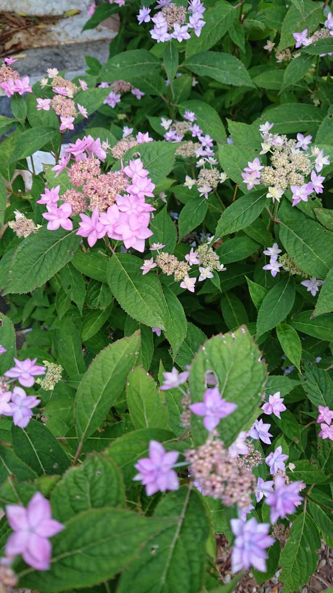幻の山紫陽花 しちだんか 2年物 苗 六甲山系の個人宅から 愛好家の皆様に 盆栽にも地植えにも可愛らしい アジサイ 売買されたオークション情報 Yahooの商品情報をアーカイブ公開 オークファン Aucfan Com