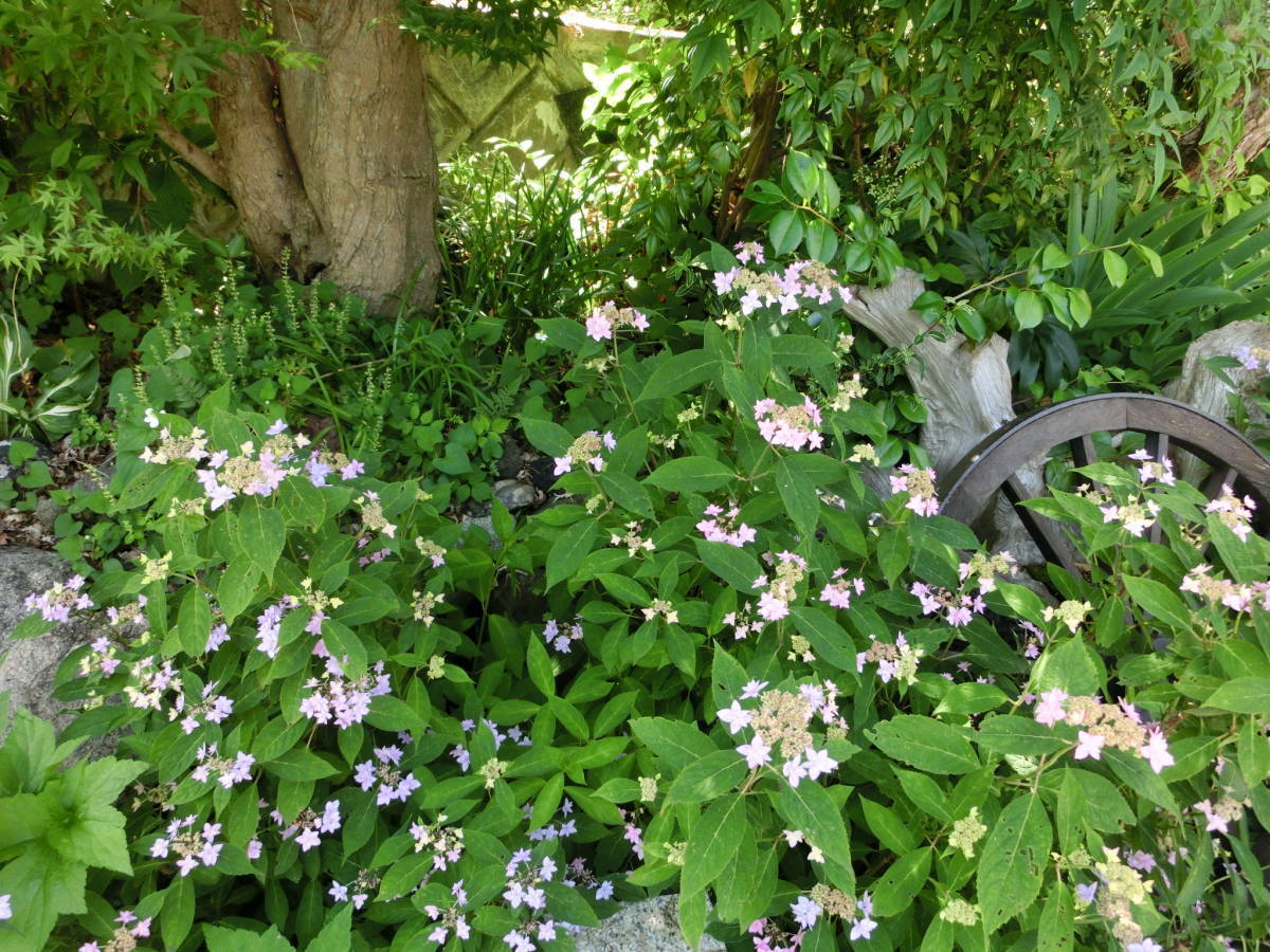 幻の山紫陽花 しちだんか 2年物 苗 六甲山系の個人宅から 愛好家の皆様に 盆栽にも地植えにも可愛らしい アジサイ 売買されたオークション情報 Yahooの商品情報をアーカイブ公開 オークファン Aucfan Com