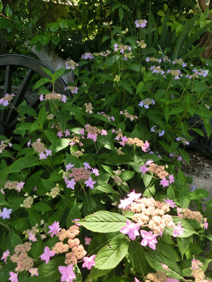 幻の山紫陽花 しちだんか 2年物 苗 六甲山系の個人宅から 愛好家の皆様に 盆栽にも地植えにも可愛らしい アジサイ 売買されたオークション情報 Yahooの商品情報をアーカイブ公開 オークファン Aucfan Com