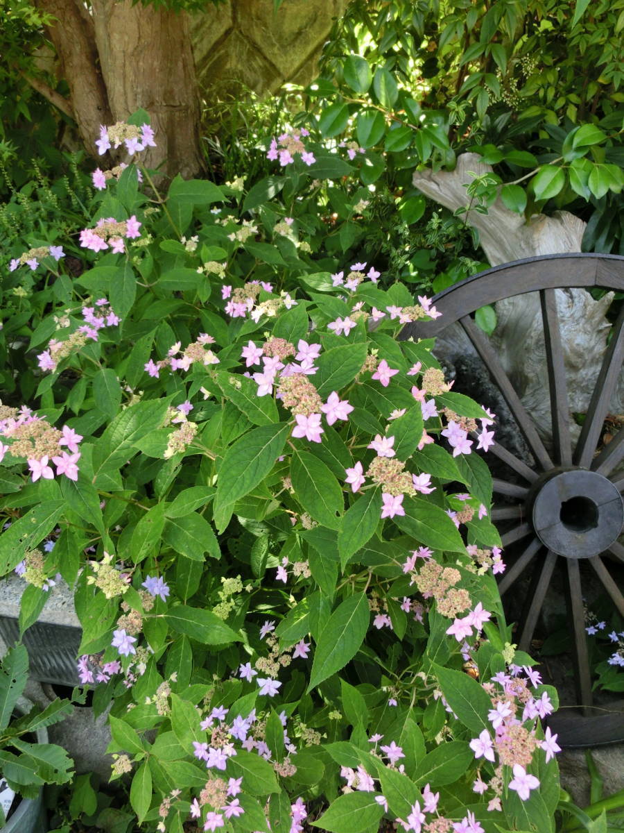 幻の山紫陽花 しちだんか 2年物 苗 六甲山系の個人宅から 愛好家の皆様に 盆栽にも地植えにも可愛らしい アジサイ 売買されたオークション情報 Yahooの商品情報をアーカイブ公開 オークファン Aucfan Com