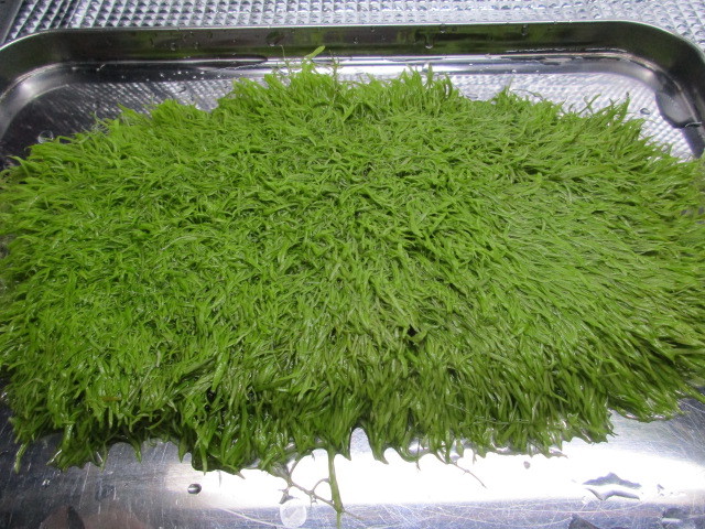 ウォーターローン 極美 前景 超大量 １円スタート レアな 種 早い者勝ち 水草 売買されたオークション情報 Yahooの商品情報をアーカイブ公開 オークファン Aucfan Com
