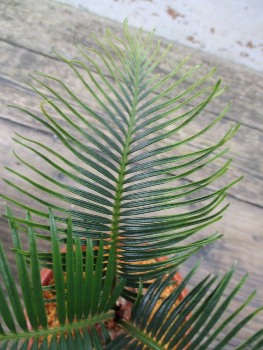 ソテツ変わり葉ａ ｂ ｃ 観葉植物 奄美大島産 ソテツソテツ3鉢セット 観葉植物 売買されたオークション情報 Yahooの商品情報をアーカイブ公開 オークファン Aucfan Com