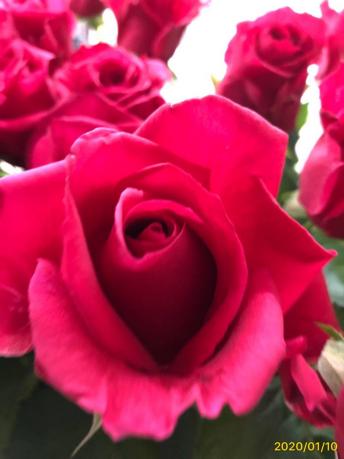 バラ 苗のヤフオク の相場 価格を見る ヤフオク のバラ 苗のオークション売買情報は844件が掲載されています