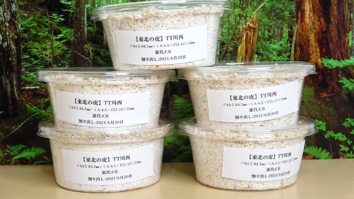  東北の虎 TT川西 84.7ｍｍ&times;54mm 幼虫 5頭 検 奈良輪 川西 オオクワガタ 国産(国産)｜売買されたオークション情報、yahooの商品情報をアーカイブ公開 - オークファン 国産