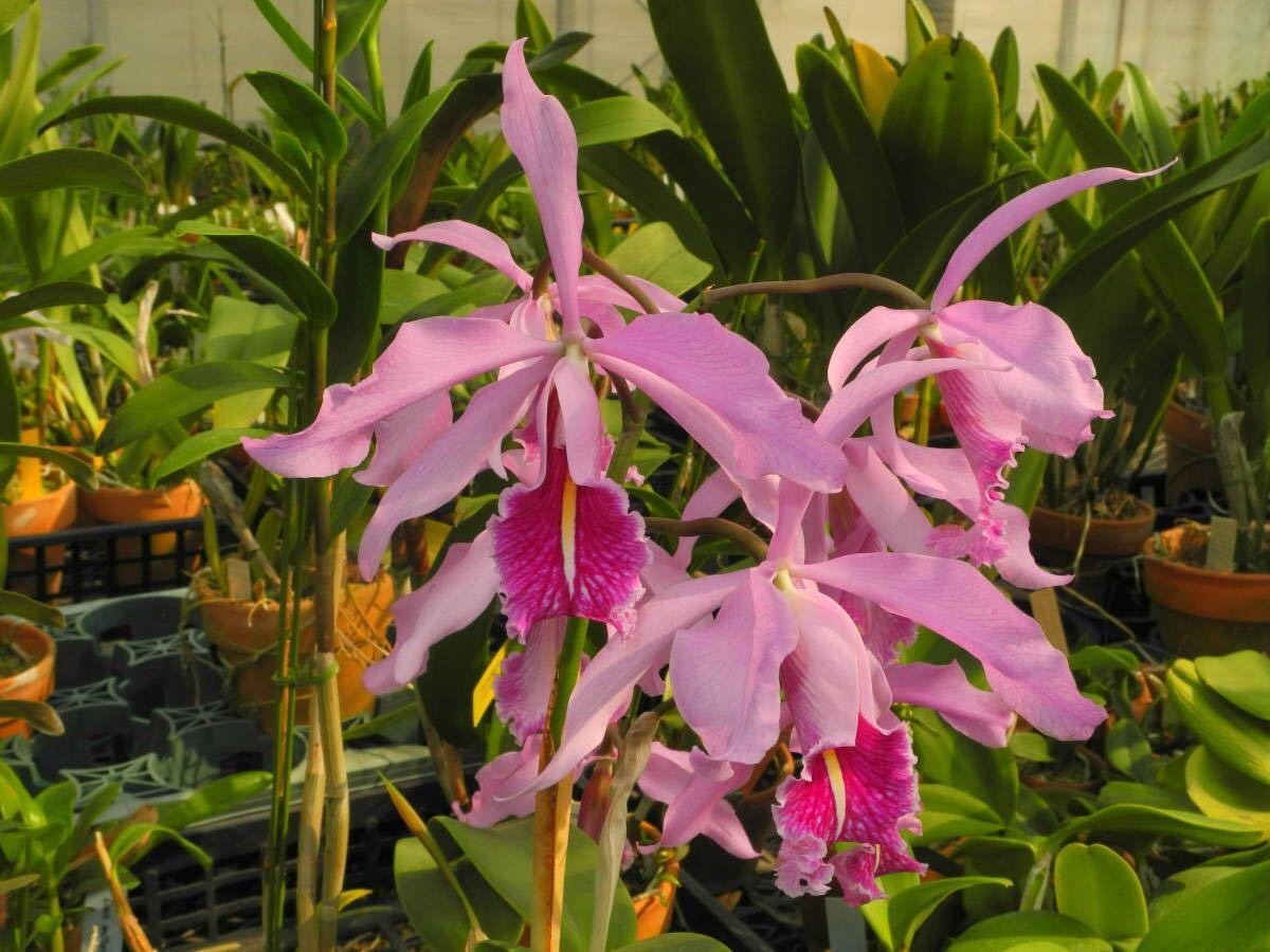 洋蘭 原種 カトレア C maxima Asuncion OG