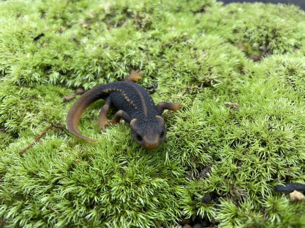 新品，本物保証アメイロイボイモリ 2020cb レプトミン可①(イモリ、サラマンダー)｜売買されたオークション情報、yahooの商品情報をアーカイブ公開 - オークファン イモリ、サラマンダー