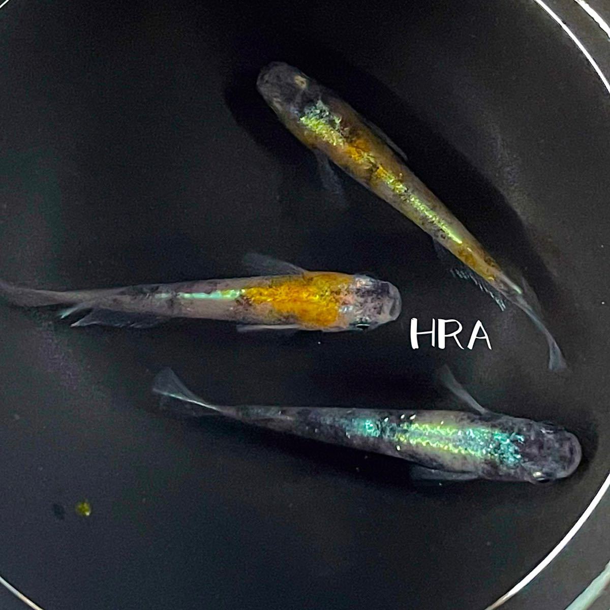 Hra 花魁めだか 川戸様血統 メダカの卵10個 A めだか 売買されたオークション情報 Yahooの商品情報をアーカイブ公開 オークファン Aucfan Com