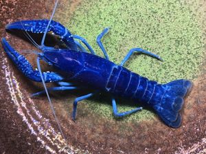 21年07月 ヤフオク のその他の相場 価格を見る ヤフオク のオークションのその他売買情報は1 530件が掲載されています