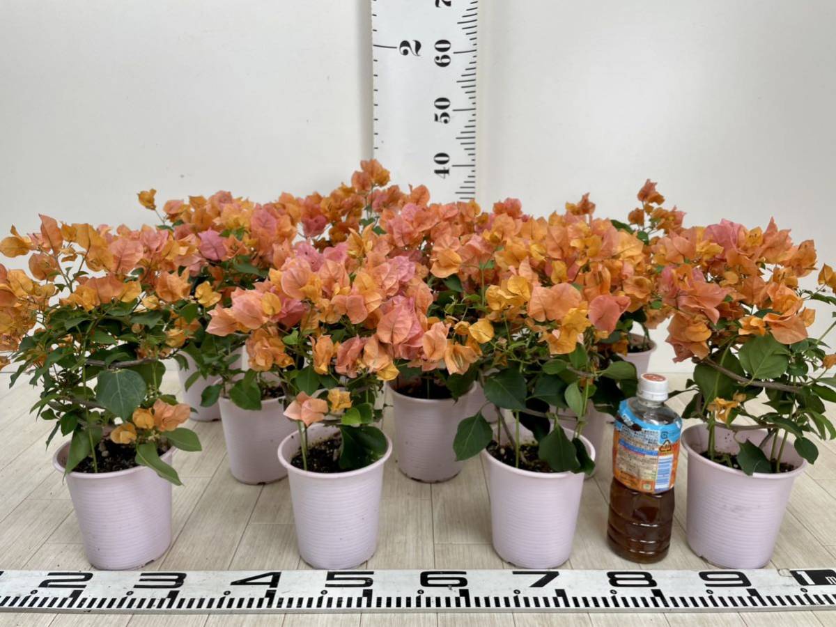 HOT，豊富な ブーゲンビリア &ldquo;カリフォルニアオレンジ&rdquo; 11鉢セット 4号 現品(その他)｜売買されたオークション情報、yahooの商品情報をアーカイブ公開 - オークファン その他