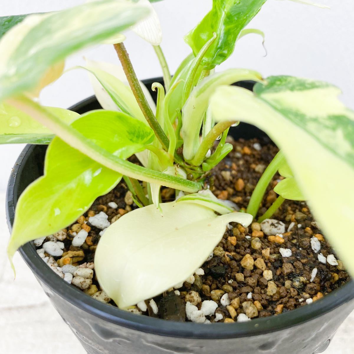 大阪通販 フィロデンドロン 'フロリダ ビューティー' Philodendron