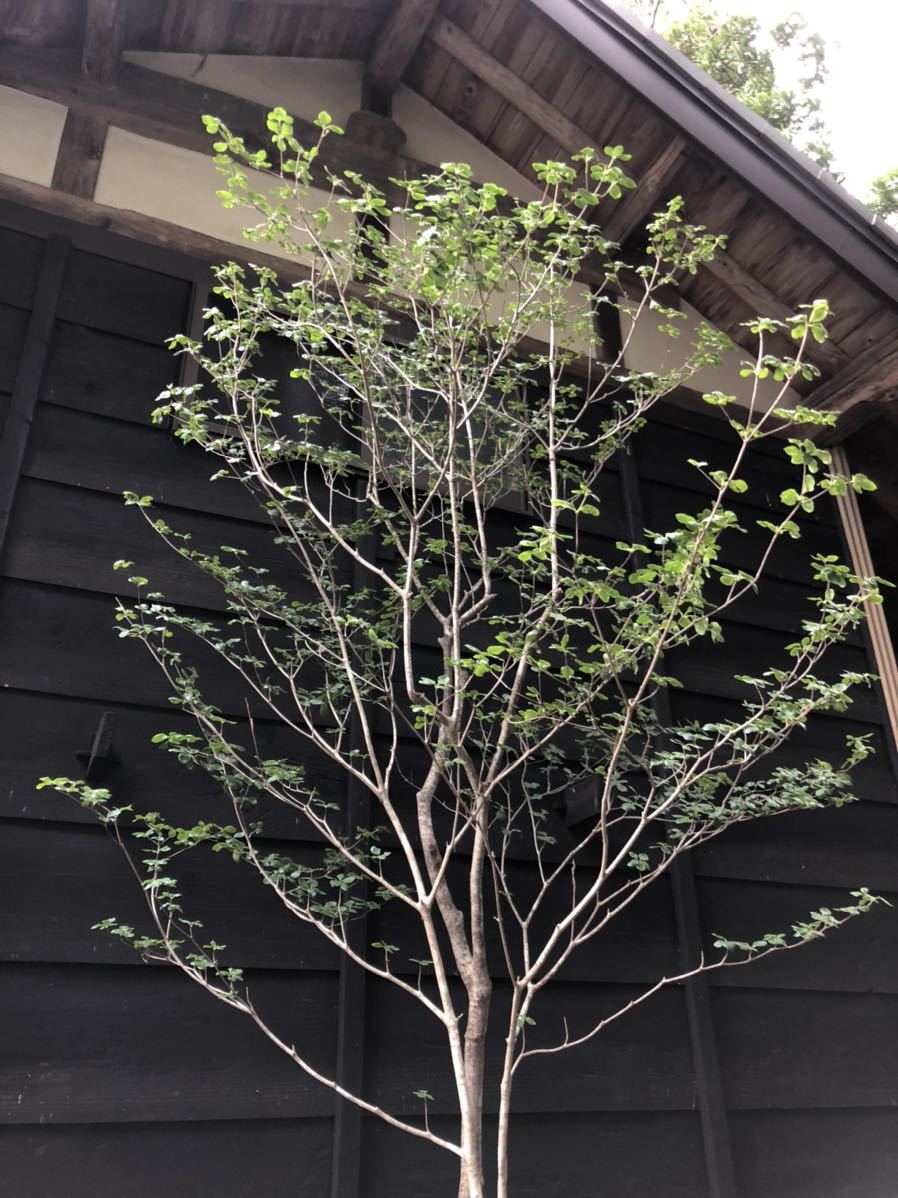 72 山取 ドウダンツツジ ドウダンツツジ 山採り 植物⁄観葉植物 0