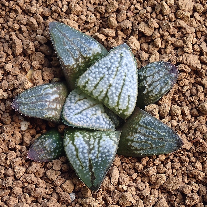 多肉植物 ハオルチア グロエネワルディ錦 ハオルチア Yahoo