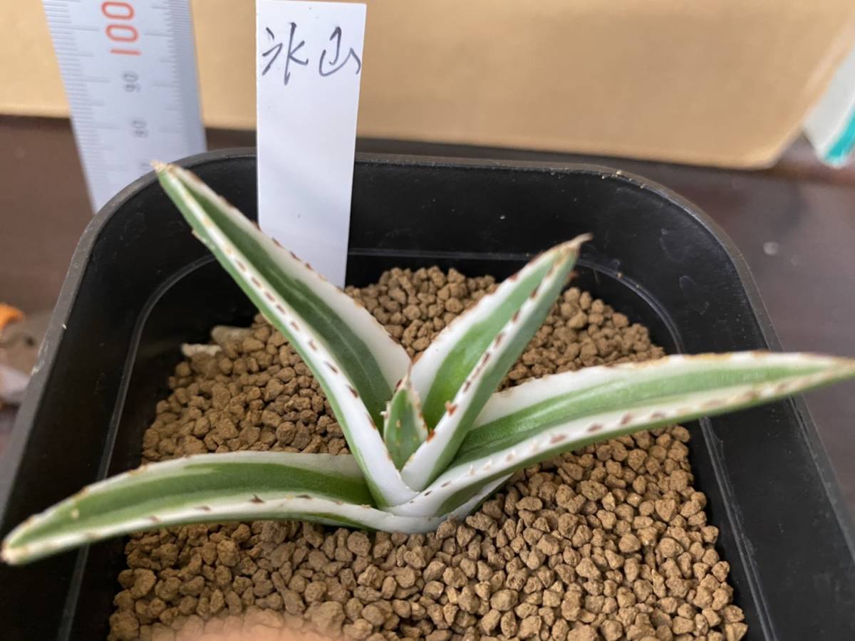 多肉植物 アガベ 氷山 アガベ 氷山 多肉植物 氷山*幅8cm 3号鉢(個体