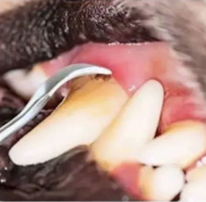 歯石取り スケーラー 犬用猫用 平型タイプ ステンレス製 歯磨き ペット用品 売買されたオークション情報 Yahooの商品情報をアーカイブ公開 オークファン Aucfan Com