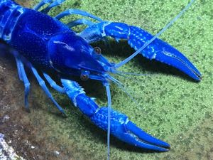 21年07月 ヤフオク のその他の相場 価格を見る ヤフオク のオークションのその他売買情報は1 530件が掲載されています