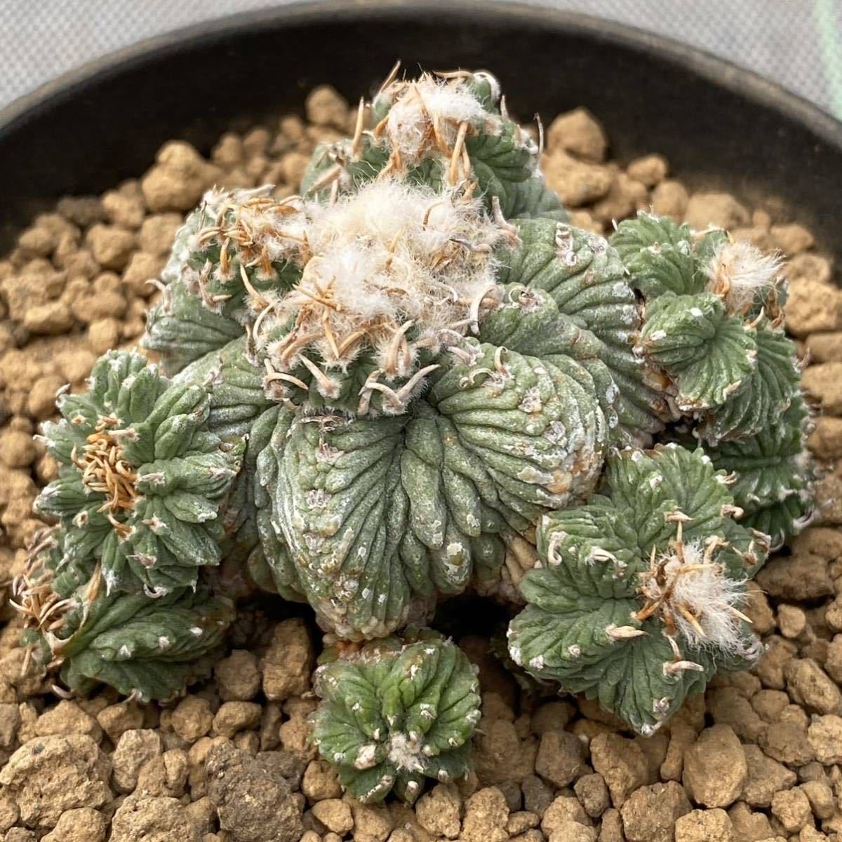◇アズテキウム 花籠 ◇サボテン・多肉植物 ◇212381 サボテン 【公式