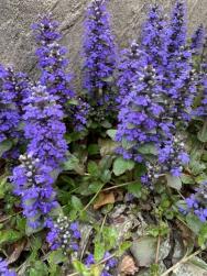 翌日配送 アジュガ 抜き苗 株 十二単衣 グランドカバー 濃紫色 苗 売買されたオークション情報 Yahooの商品情報をアーカイブ公開 オークファン Aucfan Com