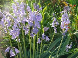 カンパニュラのヤフオク の相場 価格を見る ヤフオク のカンパニュラのオークション売買情報は45件が掲載されています