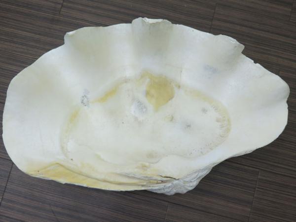 ◎希少！特大！オオシャコガイ シャコ貝 貝殻 約28㎏ 二枚貝(科学