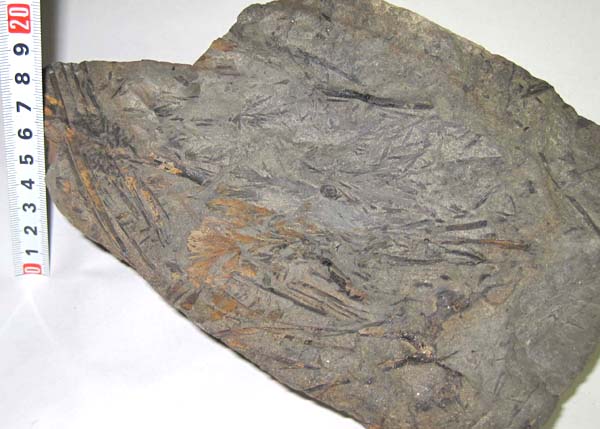 日本の化石　石川県白峰村桑島のシダ植物/オニキオプシス