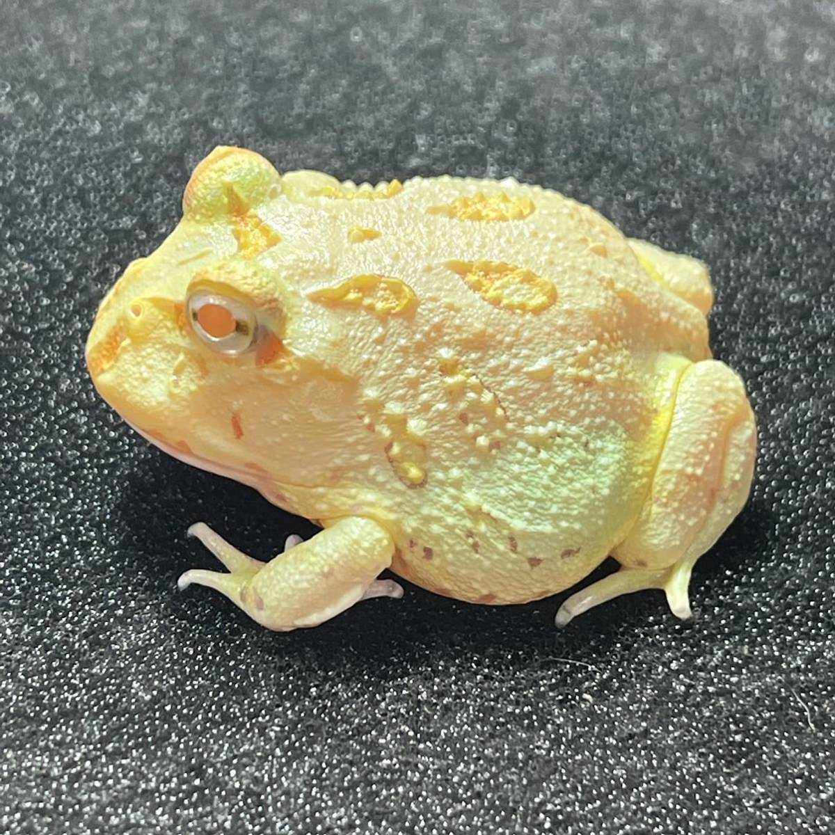 Bearsfrog2 クランウェルツノガエル クリスタルライムグリーン アルビノ カエル 売買されたオークション情報 Yahooの商品情報をアーカイブ公開 オークファン Aucfan Com