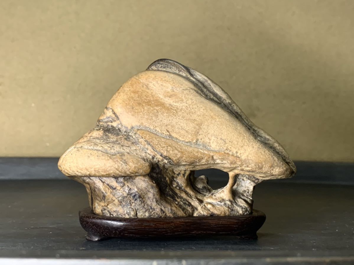 夏休み特集 瀬田川虎石 芽舎石 桐箱付属 石のみ 横11×高8×奥行6 cm
