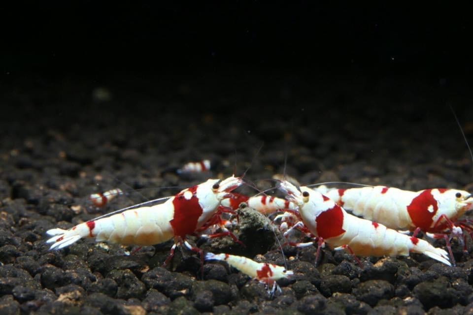 Shrimpreme レッドビーシュリンプ 10匹 ハイグレード ピュアレッド ビーシュリンプ 売買されたオークション情報 Yahooの商品情報をアーカイブ公開 オークファン Aucfan Com Shrimpreme レッドビーシュリンプ 10匹 ハイグレード ピュアレッド ビーシュリンプ 売買されたオークション情報 Yahooの商品情報をアーカイブ公開 オークファン Aucfan Com