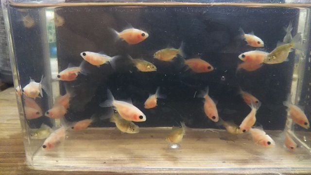 桜浜錦の稚魚約2ｃｍ 5匹セット 浜松 二橋養魚場産 2105 05 金魚 売買されたオークション情報 Yahooの商品情報をアーカイブ公開 オークファン Aucfan Com