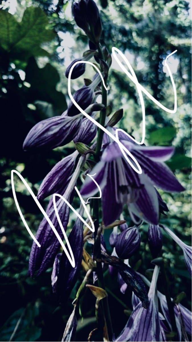 ギボウシの種類 石田精華園 ギボウシ 野生種 かぎけん花図鑑 hybrids