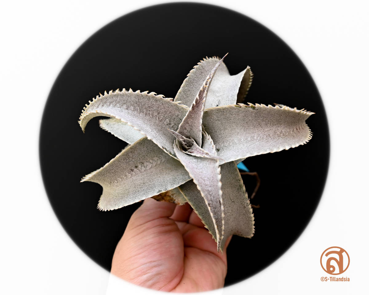 S-Dyckia x Dyckia T-rex Robinson -33-ディッキア- maroon star 