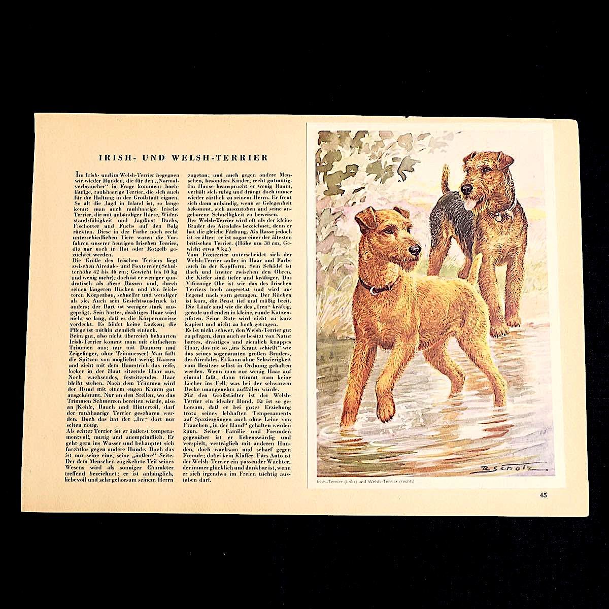 ドイツの古い犬のイラスト 両面イラスト 04 アンティーク ヴィンテージ ヨーロッパ ドイツ雑貨 鳥類 図鑑 インテリア 雰囲気 印刷物 売買されたオークション情報 Yahooの商品情報をアーカイブ公開 オークファン Aucfan Com