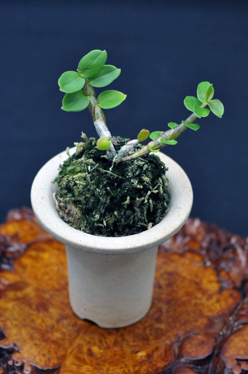 ♪♪キバナノセッコク 鹿児島産 『南州達磨』 富貴蘭 長生蘭 野生ラン セッコク 山野草♪♪