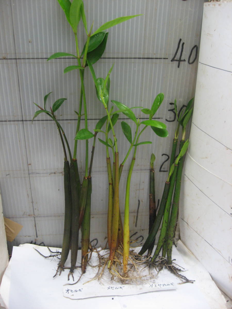 熱帯樹木 マングローブ オヒルギ5本 メヒルギ5本 ヤエヤマヒルギ 5本 15本 苗 売買されたオークション情報 Yahooの商品情報をアーカイブ公開 オークファン Aucfan Com